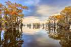 Stand of bald cypress trees, silhouetted at sunrise, Caddo Lake, Texas. Art Print